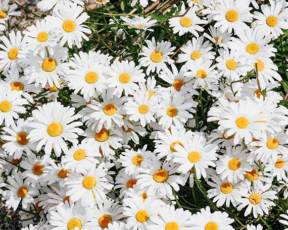 daisies in field
