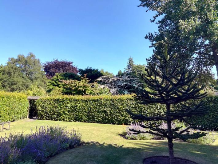 gardens with a green hedge and tree with a blue sky